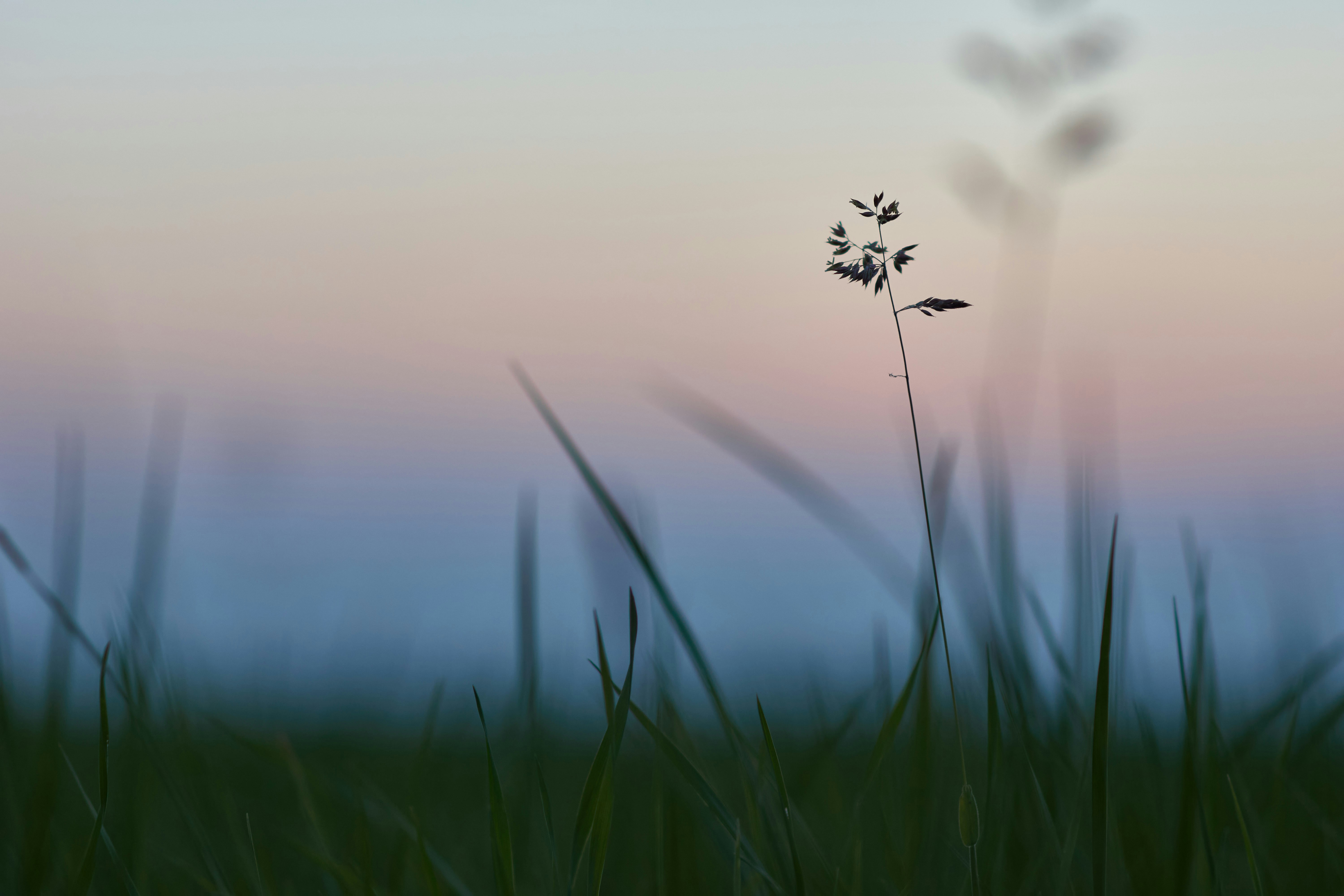 Photo by wolfgang_hasselmann