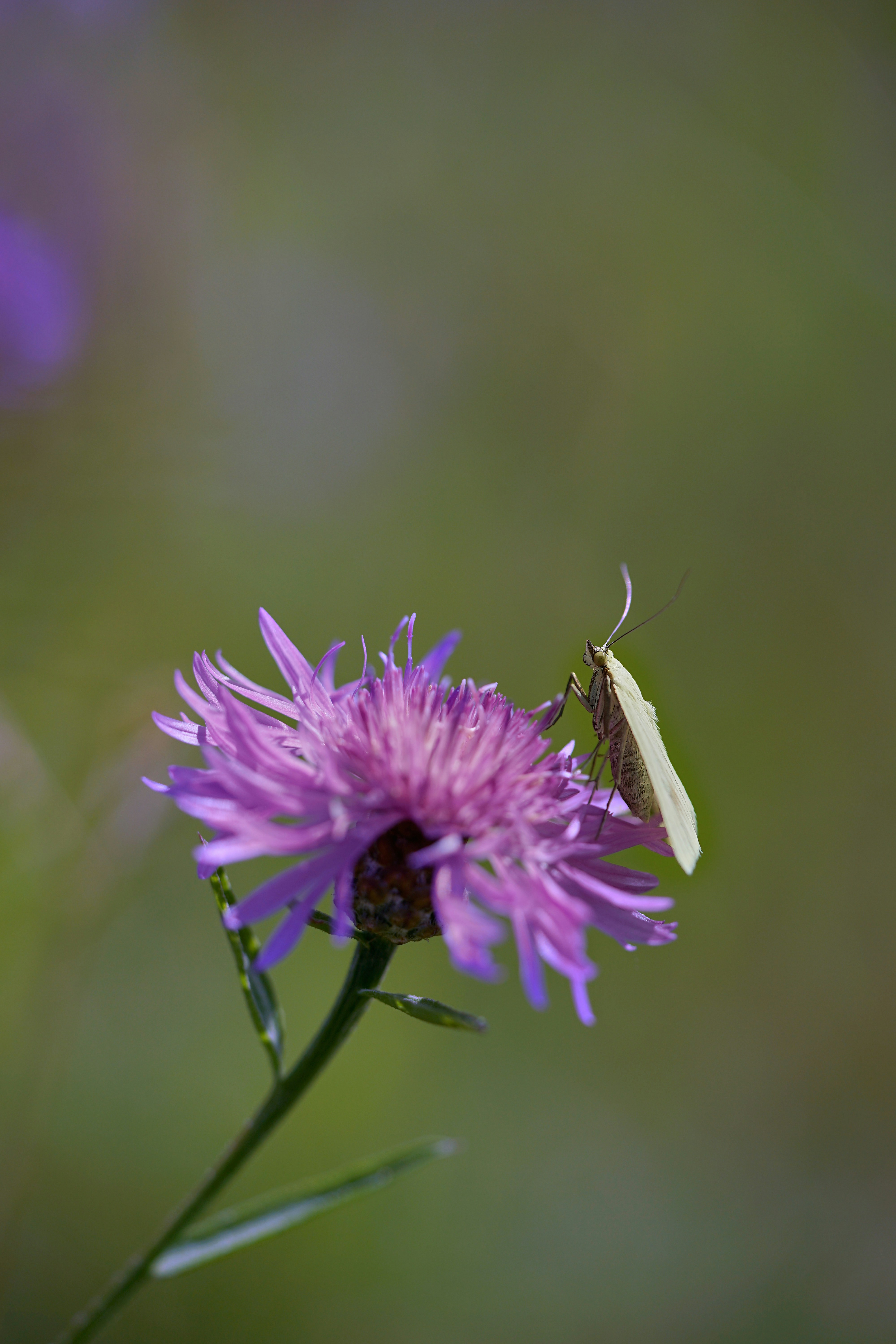 Photo by wolfgang_hasselmann