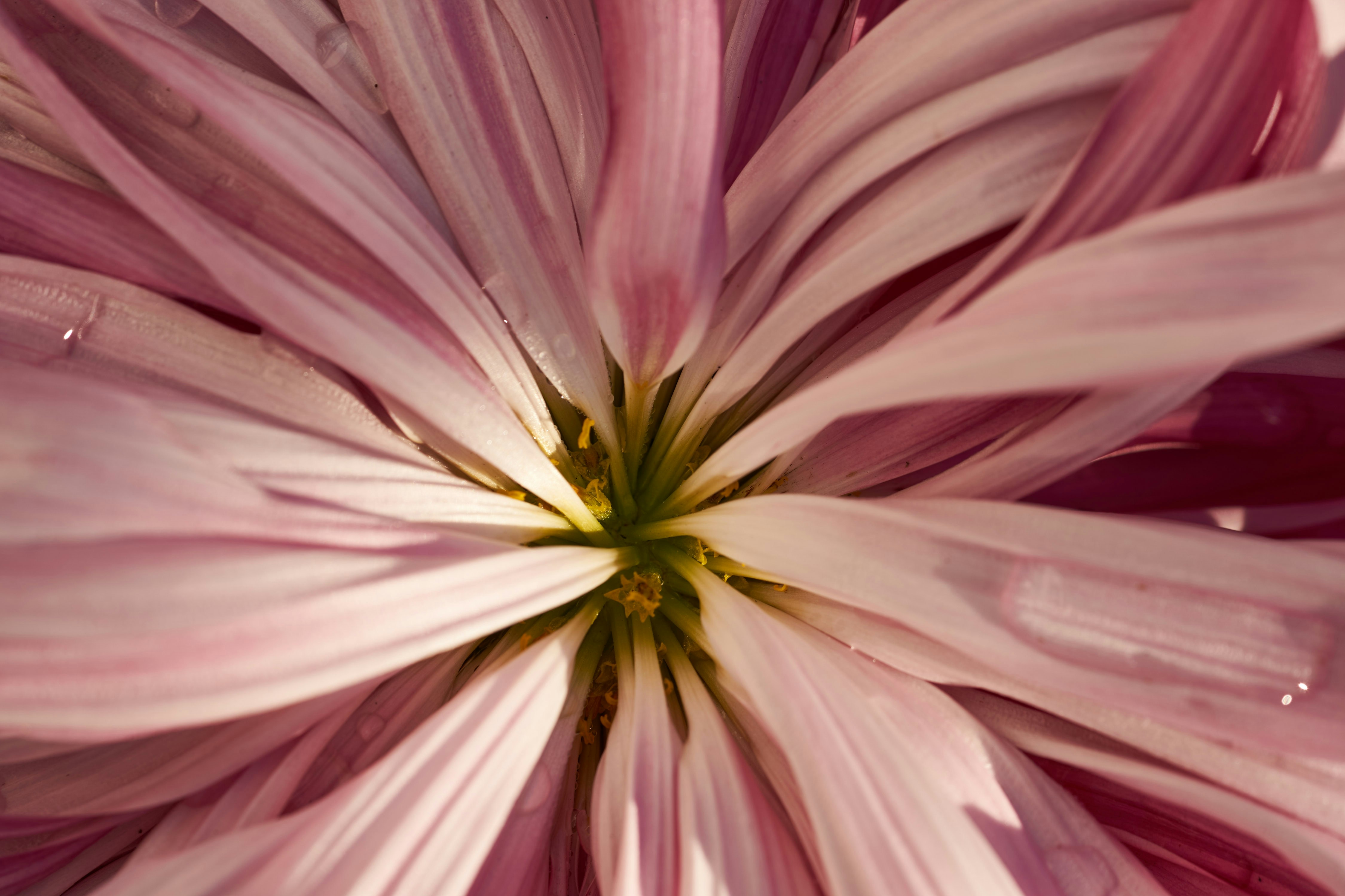 Photo by wolfgang_hasselmann