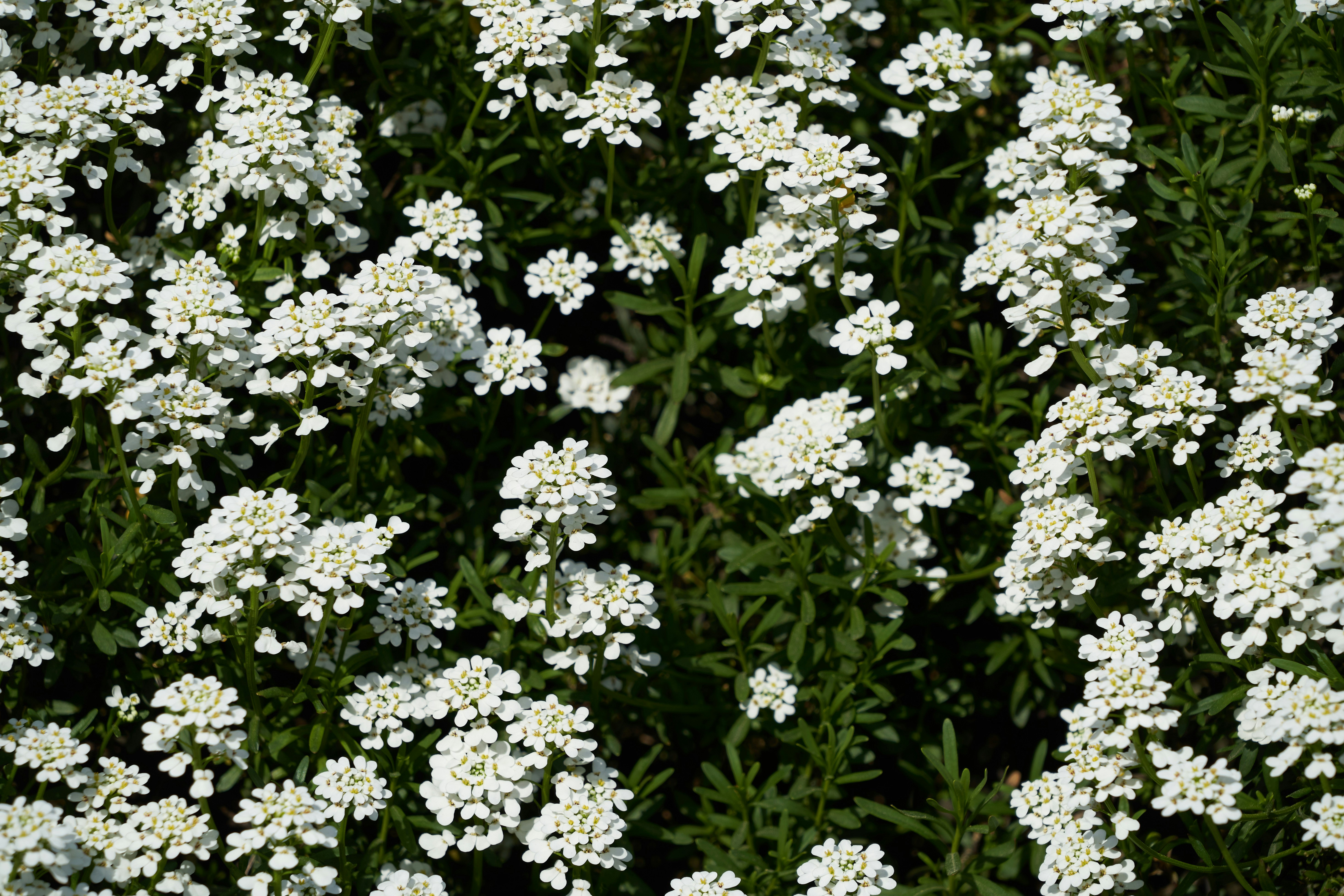 Photo by wolfgang_hasselmann