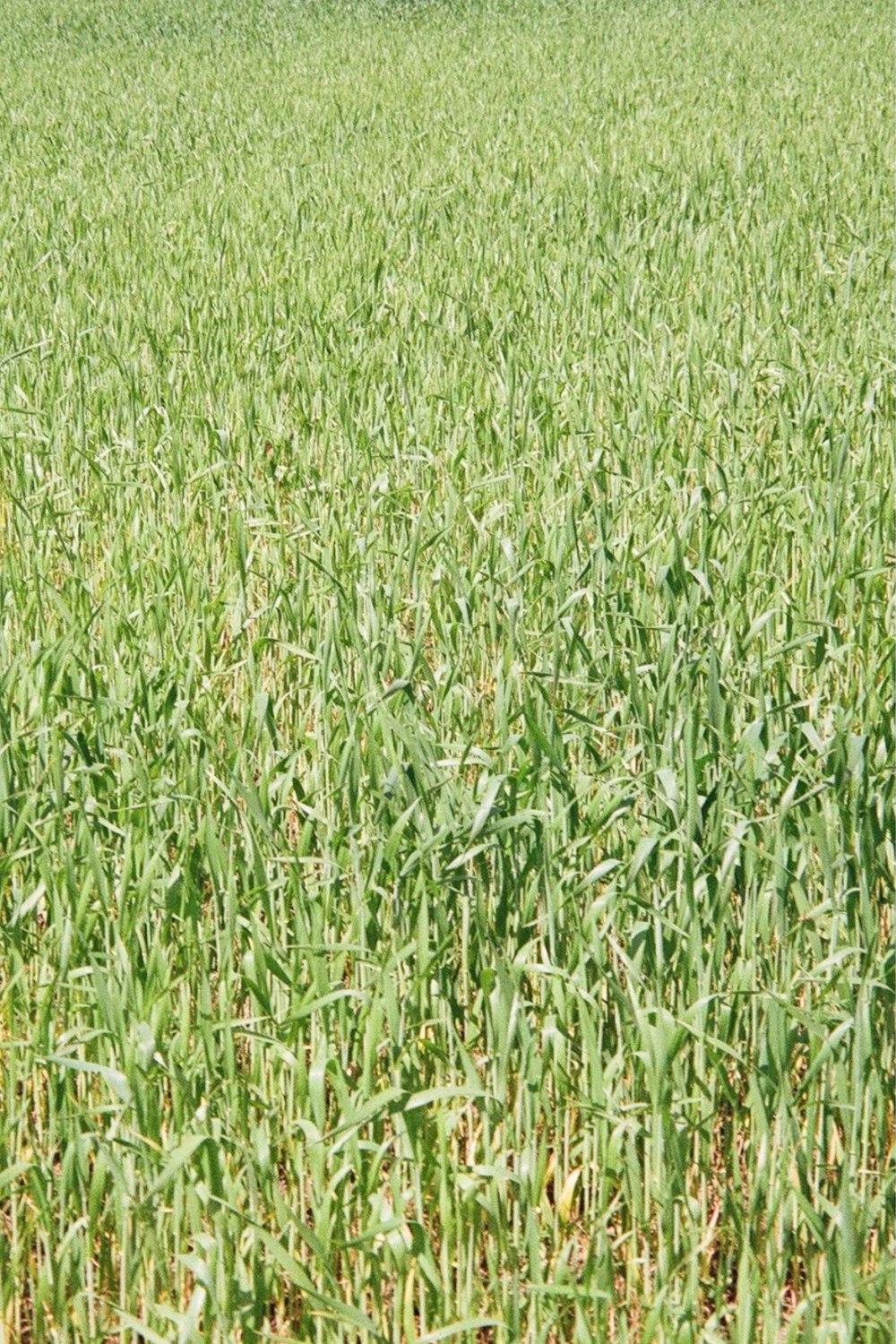 a field of green grass with a blue sky in the background