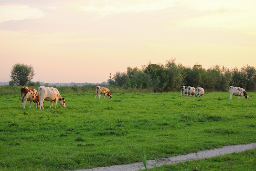 a herd of cattle grazing on a lush green field