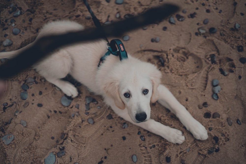 a white dog laying on top of a sandy beach