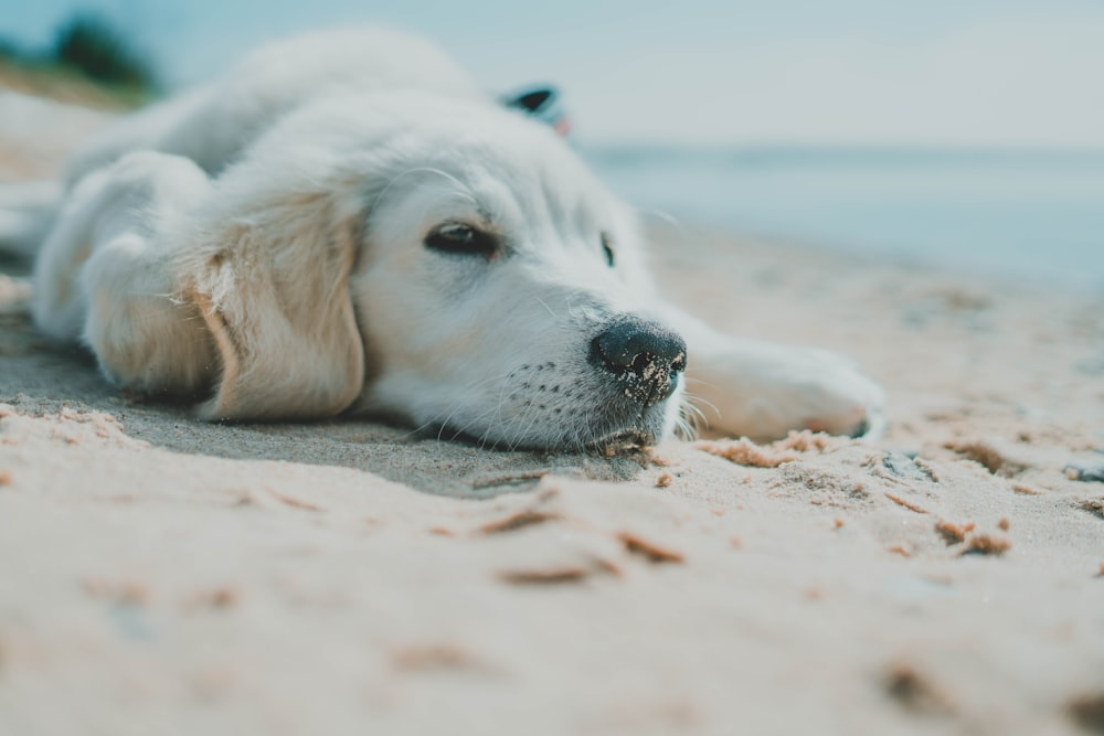 a white dog laying on top of a sandy beach