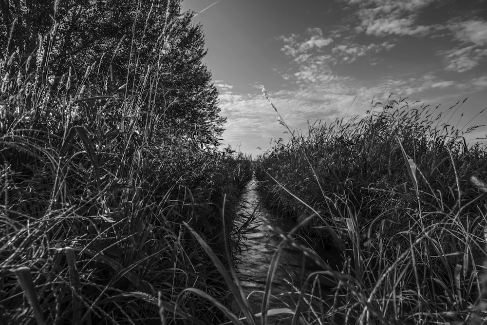 a black and white photo of a path through tall grass