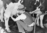 A person wearing a hat and a vest is kneeling down and milking a cow. The cow has a black and white coat, and the background includes a tiled floor.