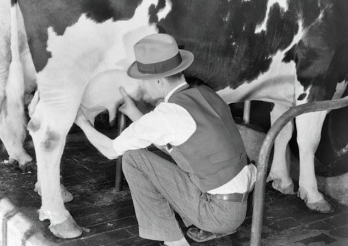 Technician performing artificial insemination on a cow in a farm setting.