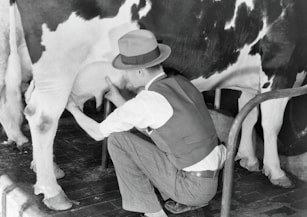 a man is milking a cow in a black and white photo
