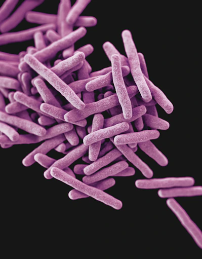 a close up of a bunch of purple sticks