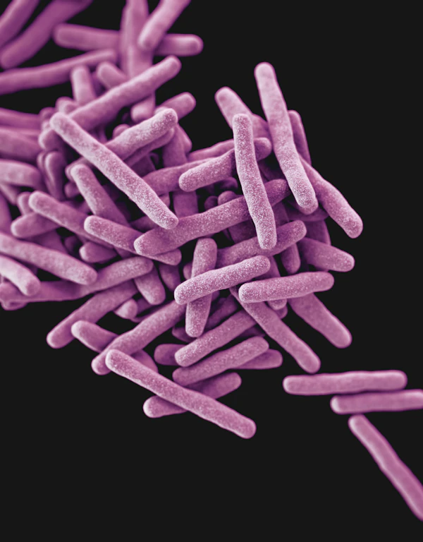 Drug-resistant Mycobacterium tuberculosis, 3D render