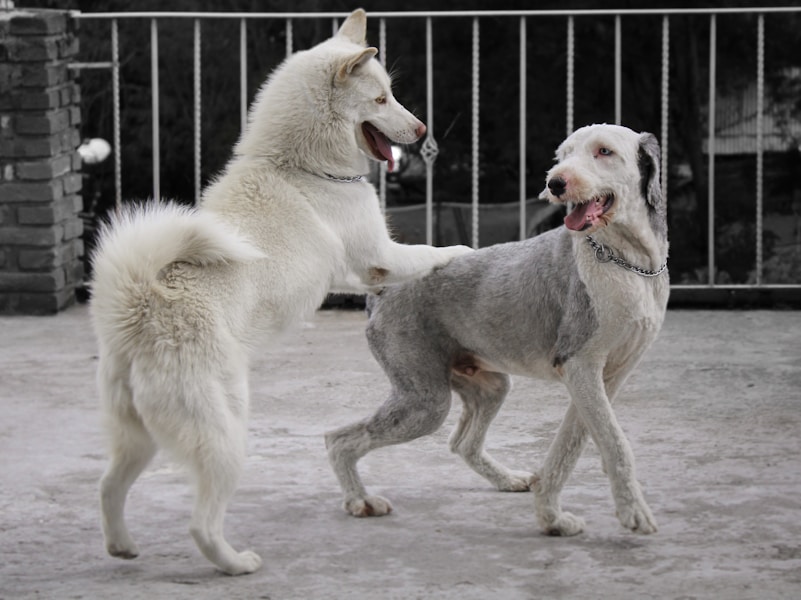 Never Shave a Double-Coated Dog: Why and How to Groom Them Properly