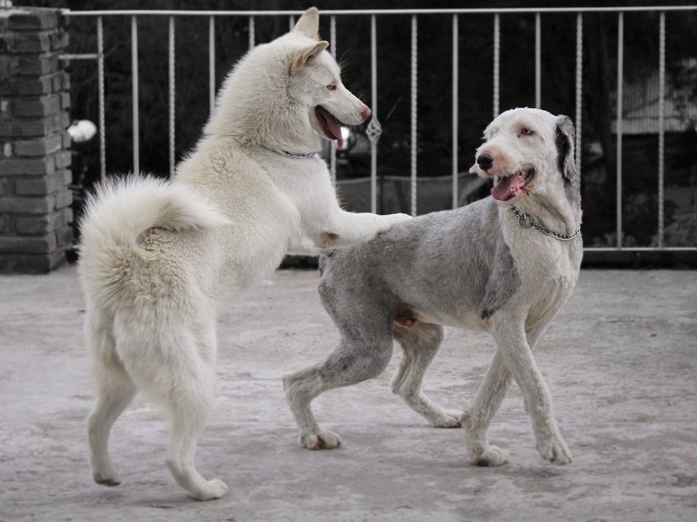 a couple of dogs standing next to each other