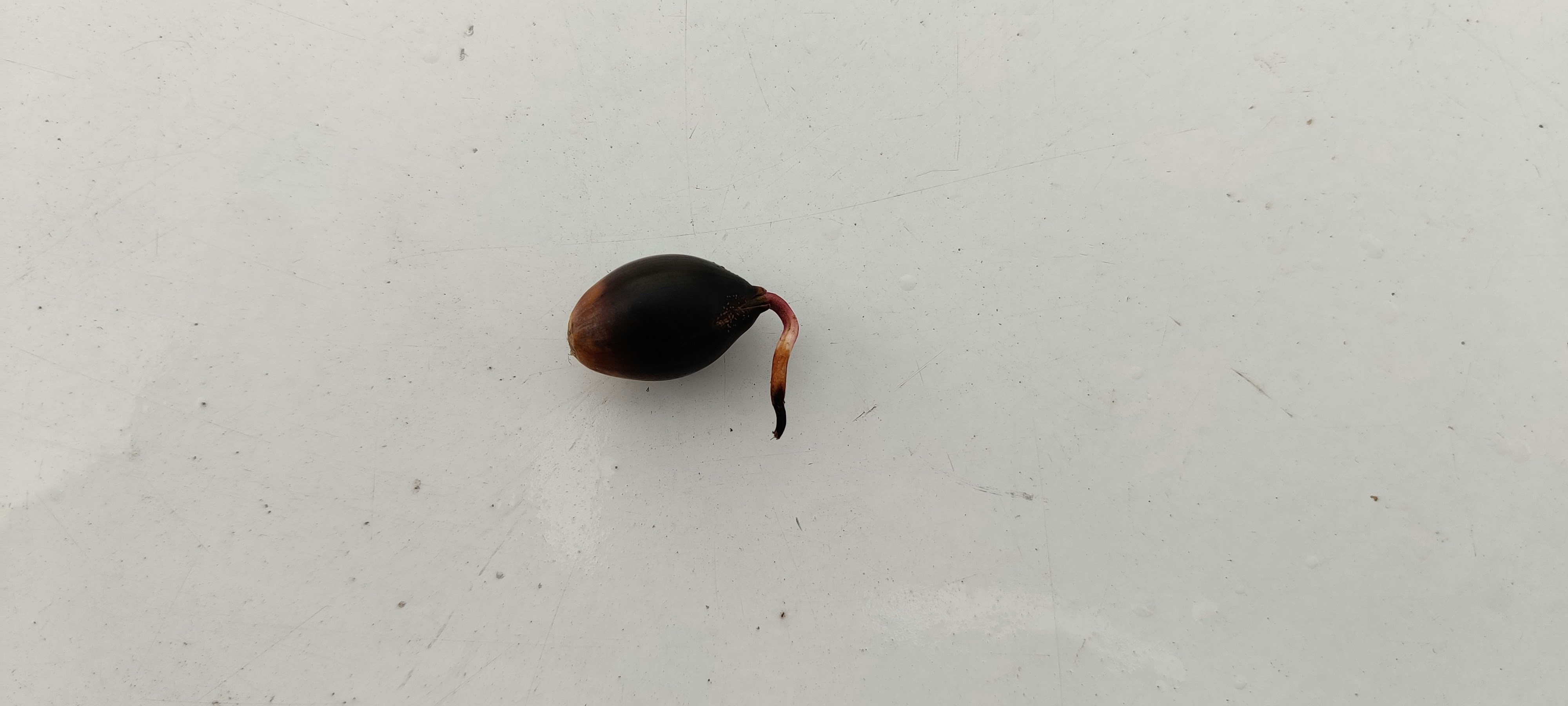 Understanding Seeds: The Essence of Plant Life