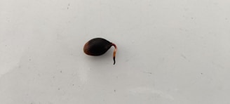 A single sprouting seed on a plain, light-colored surface. The seed is dark brown with a small, red-tipped sprout emerging from it.