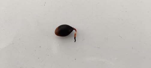A single sprouting seed on a plain, light-colored surface. The seed is dark brown with a small, red-tipped sprout emerging from it.