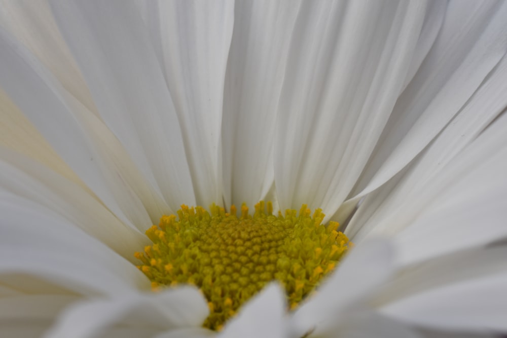 黄色い中心を持つ白い花のクローズアップ