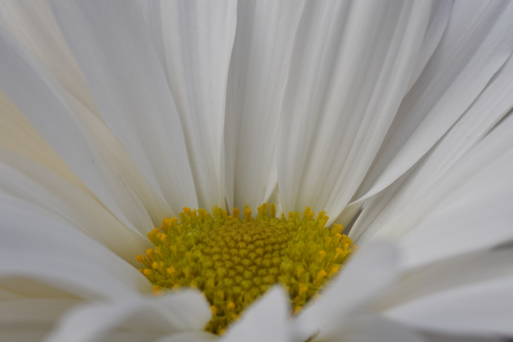 a close up of a white flower with a yellow center