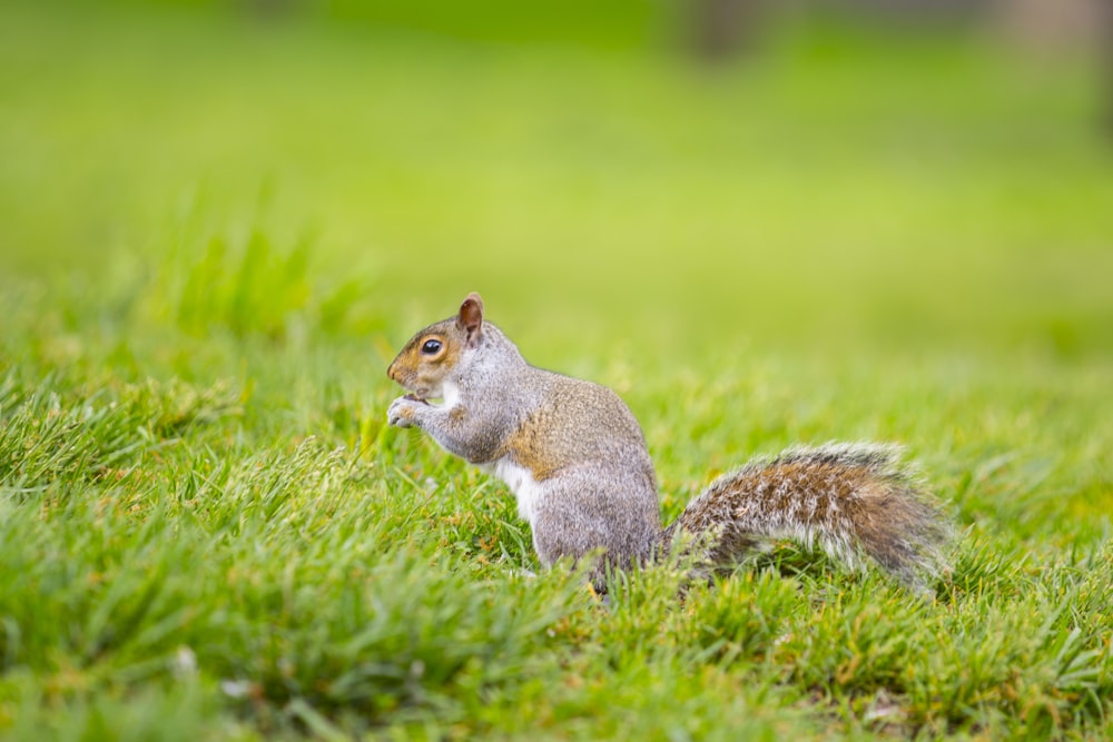 Un écureuil est assis dans l’herbe en train de manger