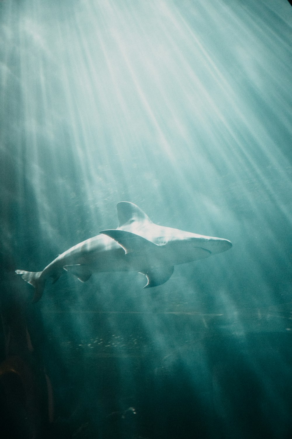 a large white shark swimming in the ocean