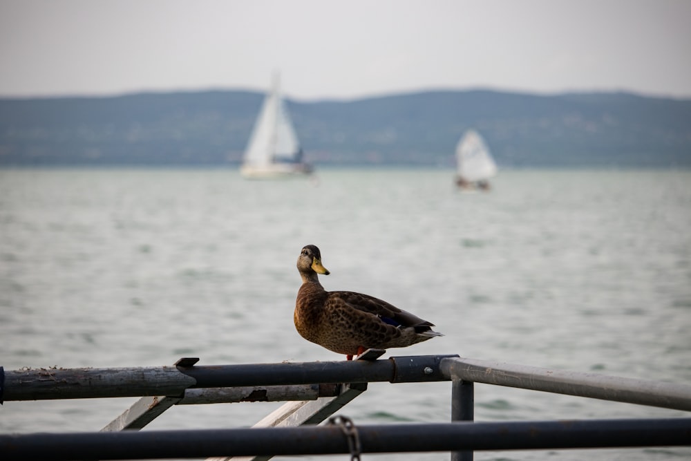 a duck is sitting on a railing near the water