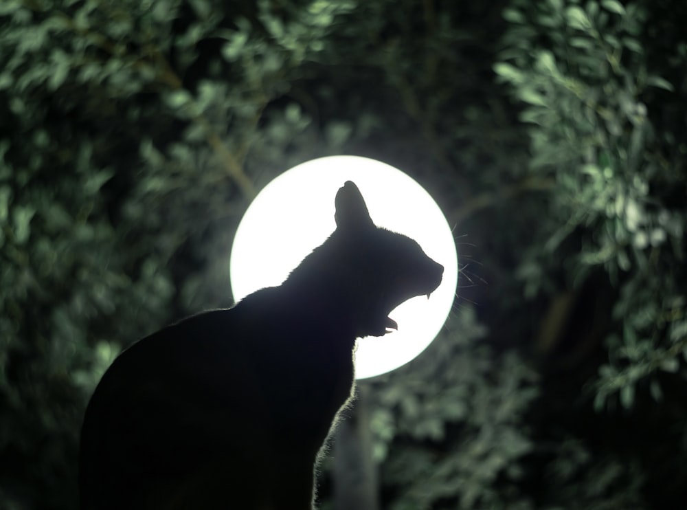 a silhouette of a cat in front of a full moon