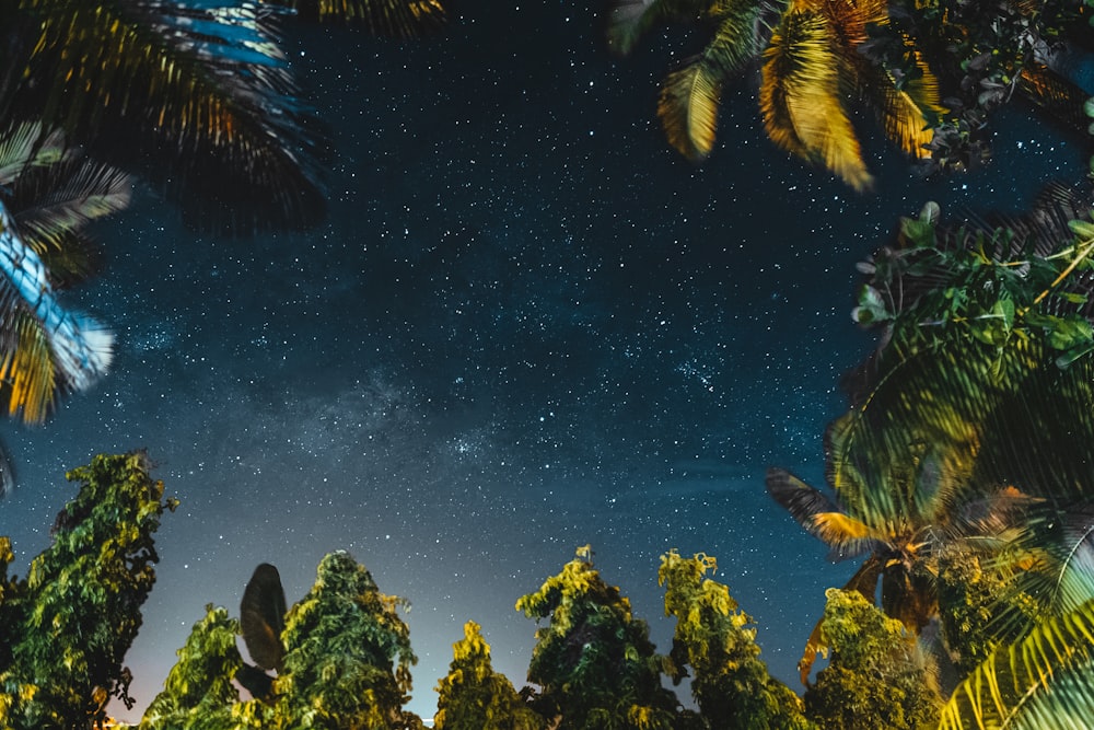 a night sky filled with stars and palm trees