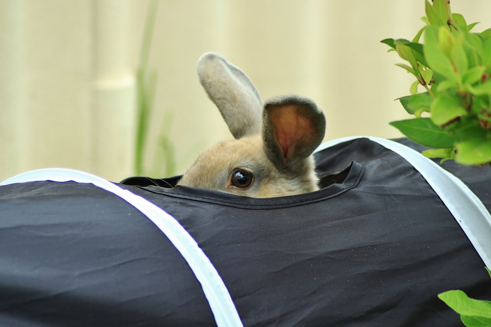 a rabbit peeking out of a black bag