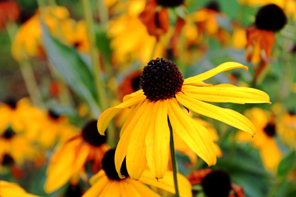 a close up of a yellow flower with other flowers in the background