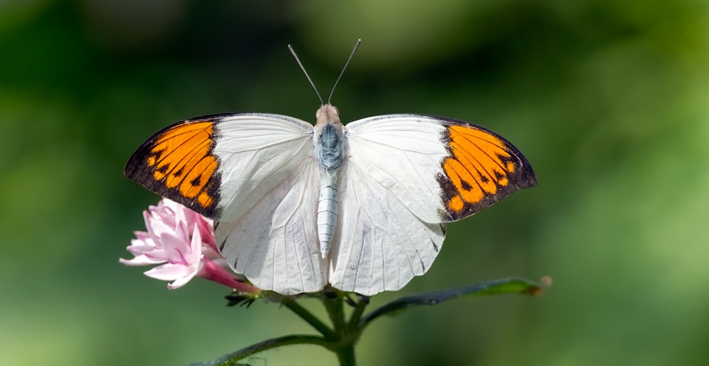 a white and orange butterfly sitting on a pink flower