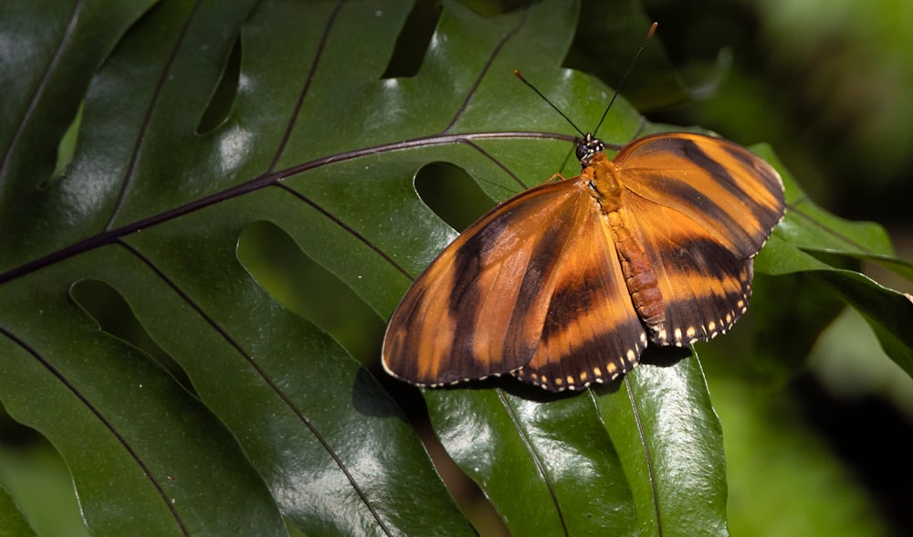 a brown and black butterfly sitting on a green leaf