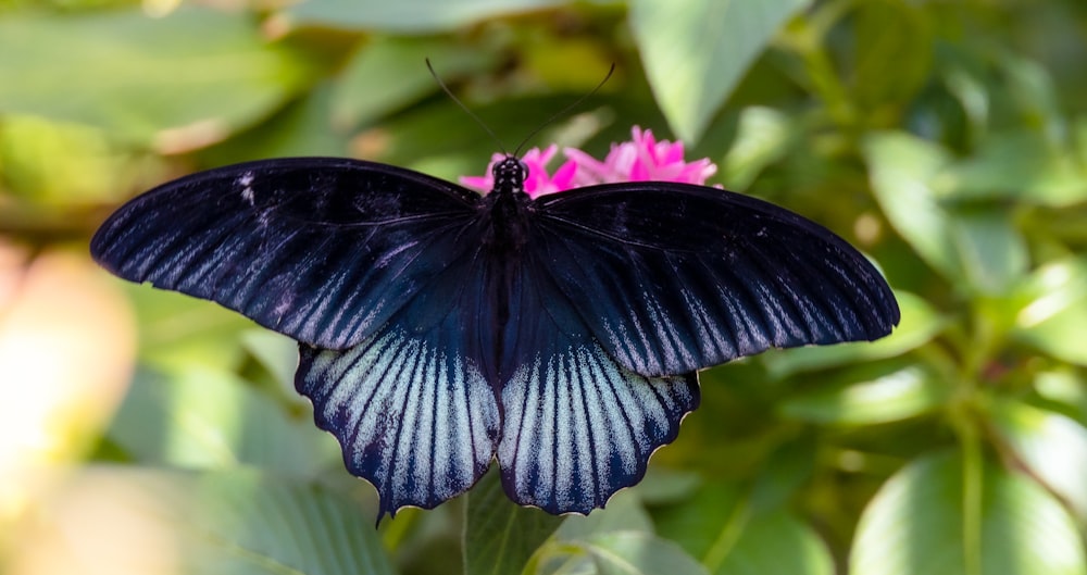 a blue and black butterfly sitting on a pink flower