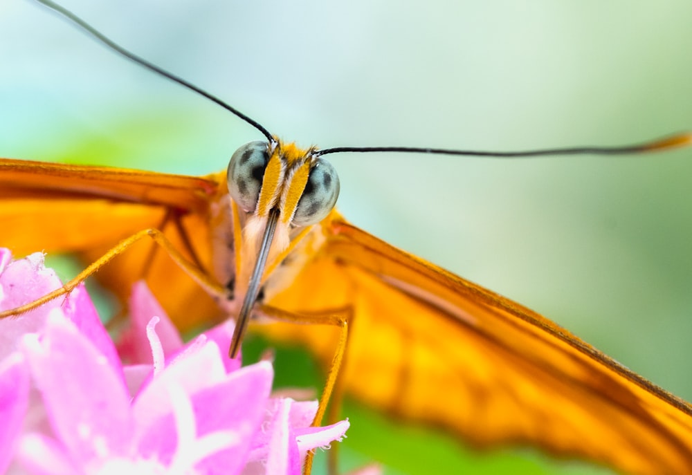 a close up of a butterfly on a flower