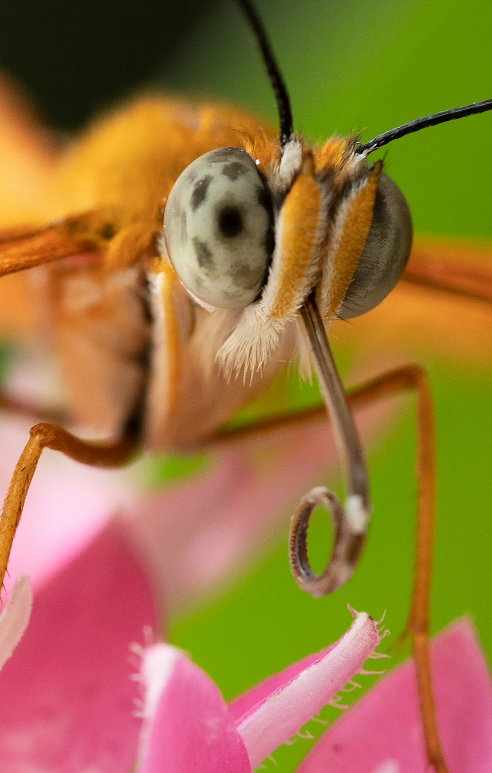 a close up of a bug on a flower