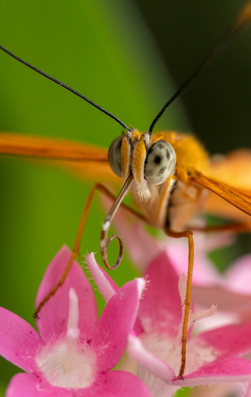 a close up of a bug on a flower