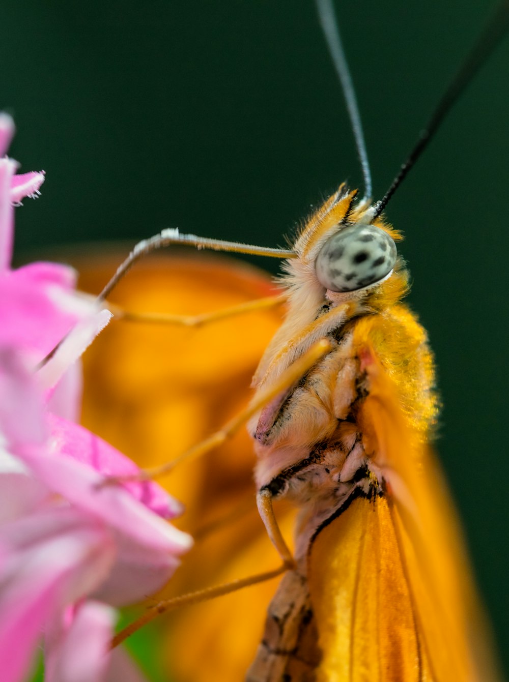 a close up of a butterfly on a flower