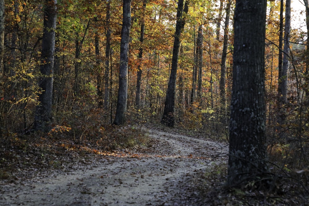 a dirt road in the middle of a forest