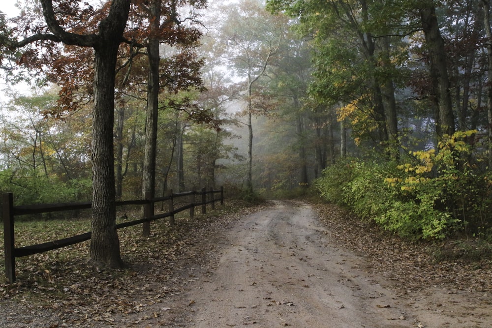 a dirt road surrounded by trees and leaves