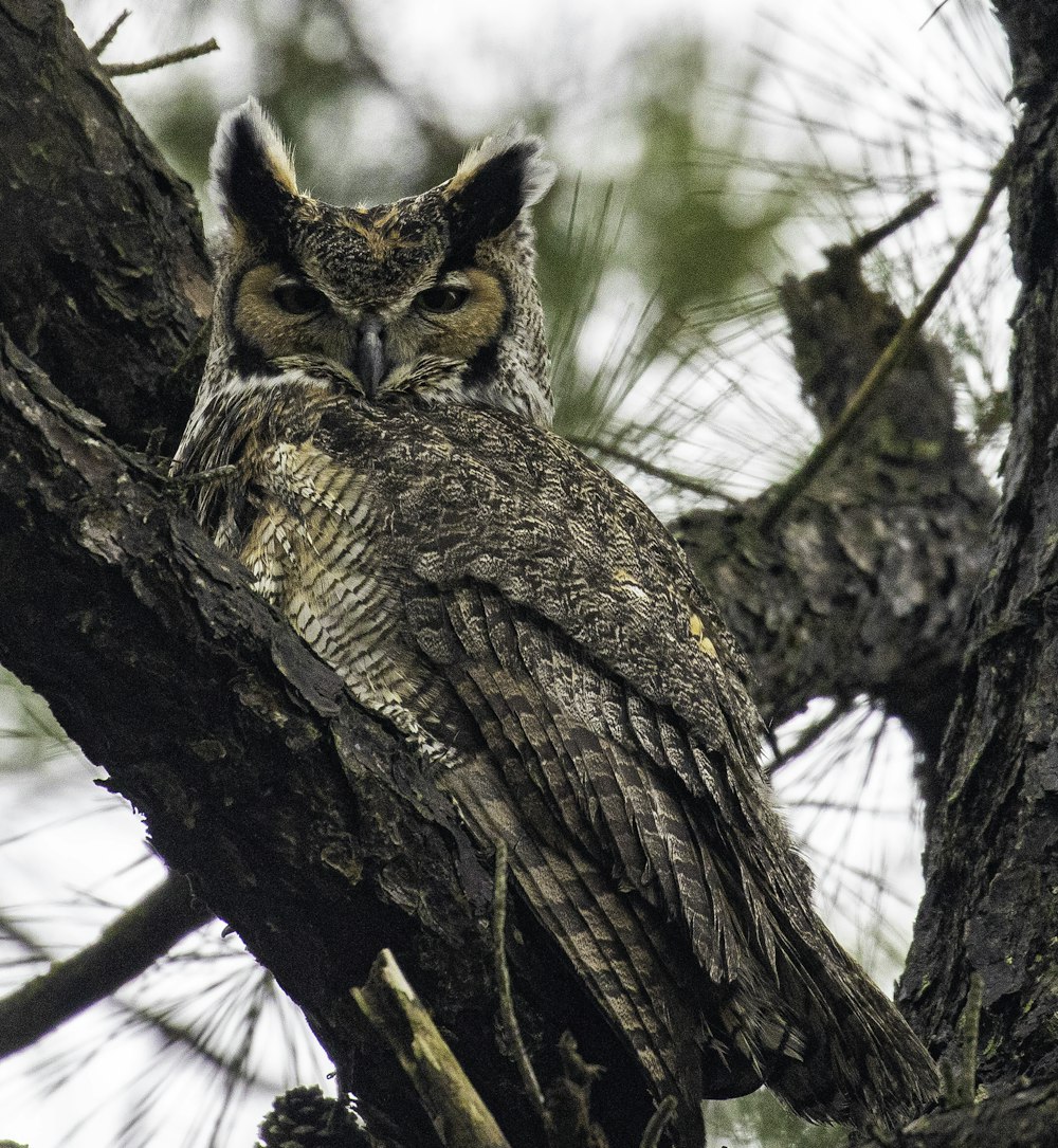 an owl is sitting on a tree branch