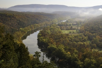 a river running through a lush green forest