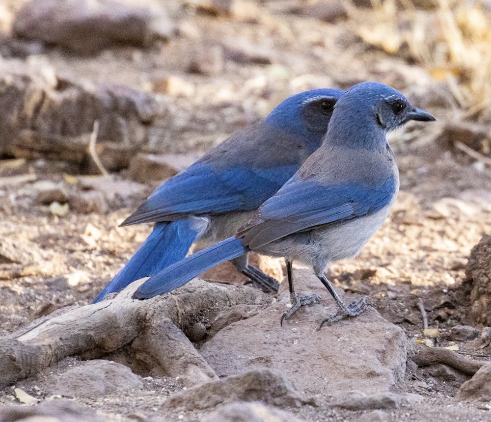 a couple of blue birds standing on top of a dirt field
