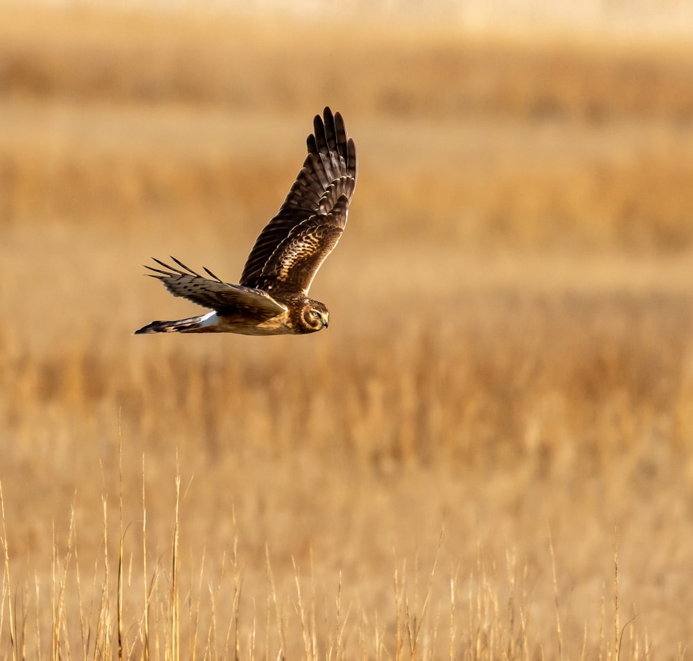 a large bird flying over a dry grass field