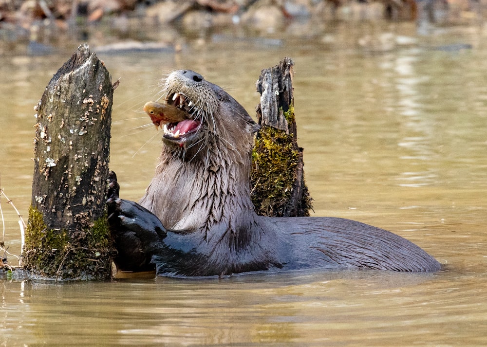 an animal that is in the water with its mouth open