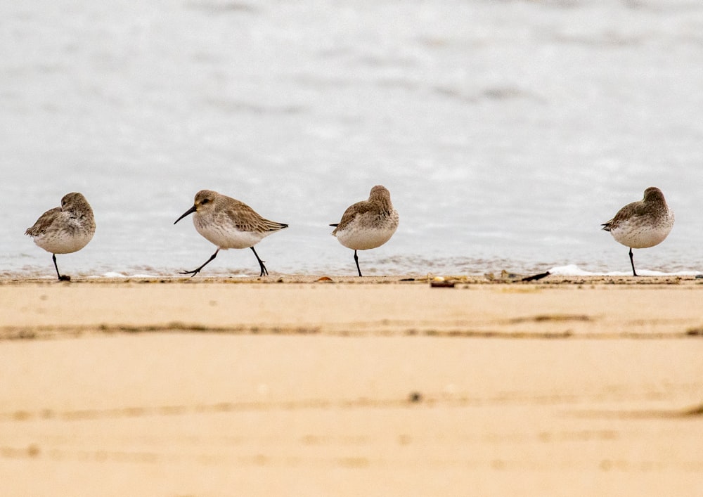 a group of birds standing on top of a sandy beach