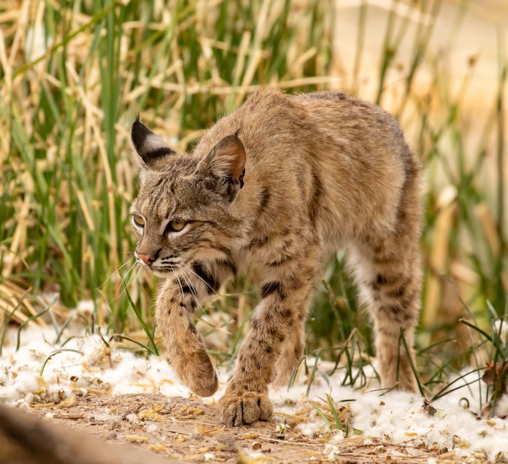 a small cat walking across a snow covered ground