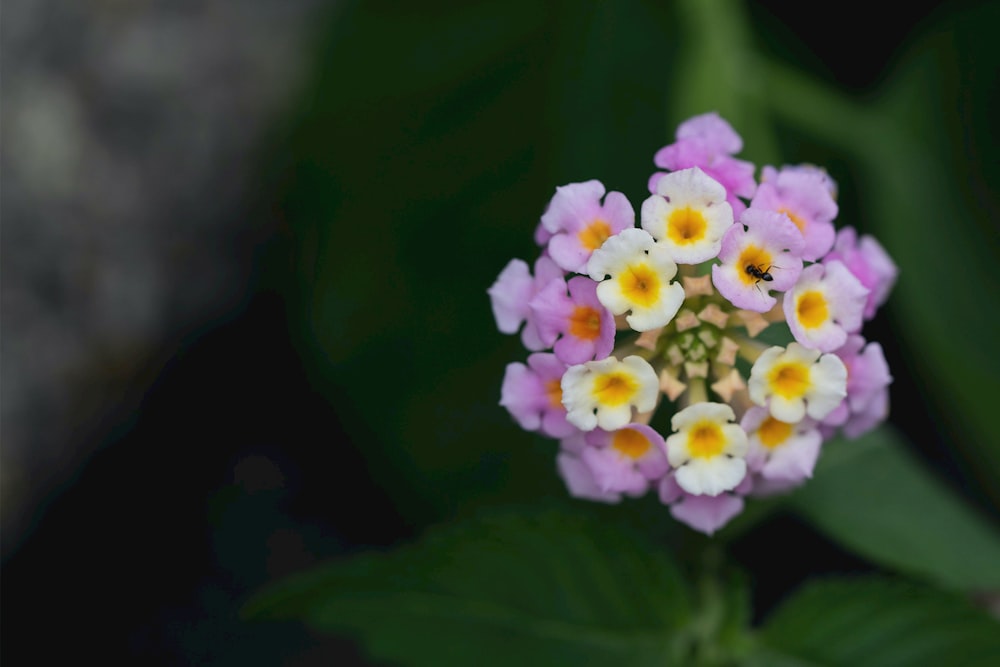 a close up of a purple and yellow flower