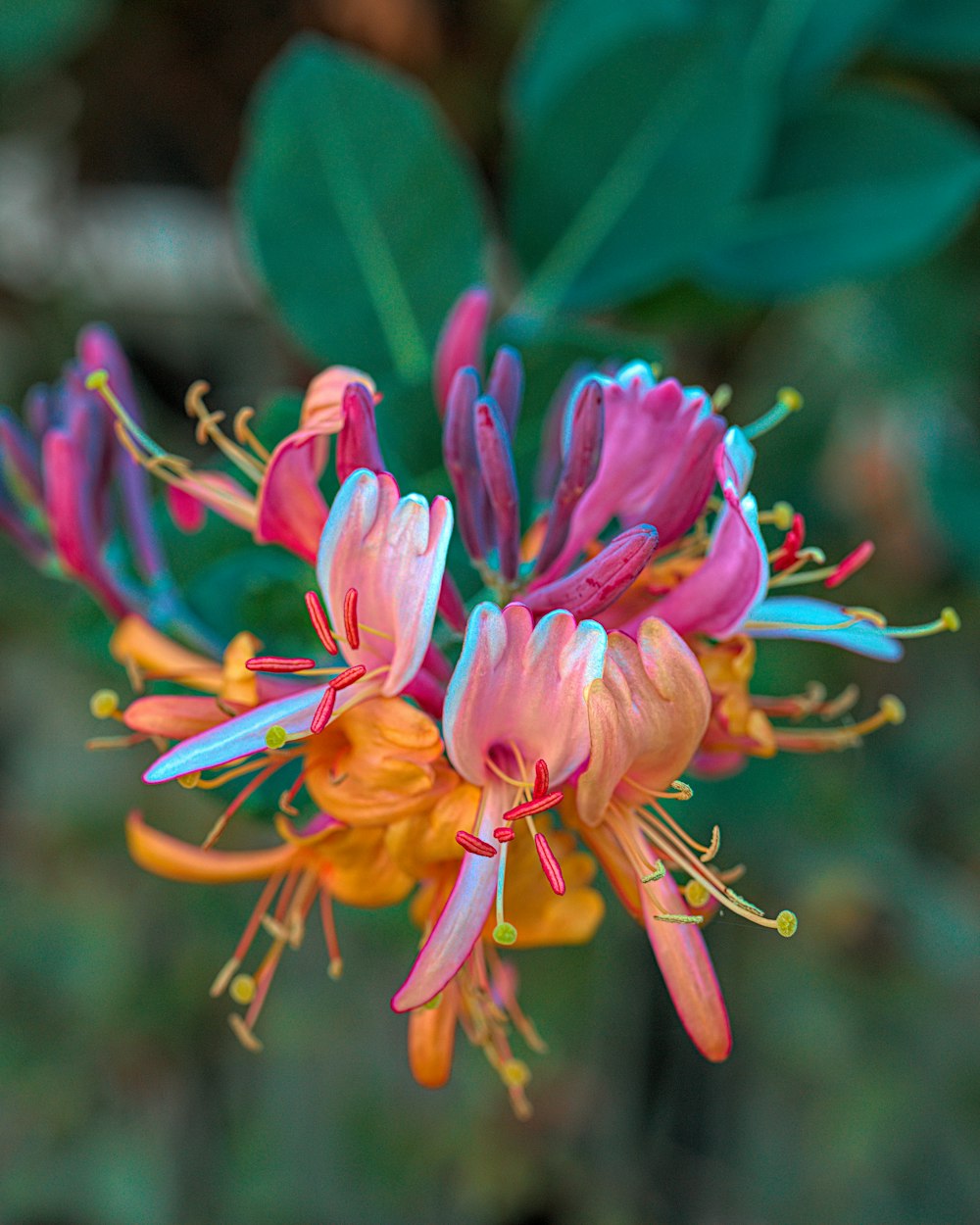 a close up of a flower with a blurry background