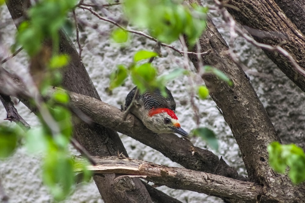 a colorful bird perched on a tree branch