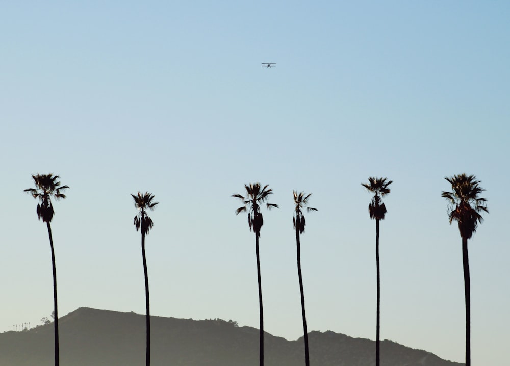 a group of palm trees with a plane flying in the background
