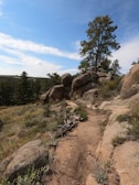A scenic trail winding through pine trees with a glimpse of the ranch in the distance
