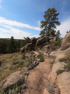 A scenic trail winding through pine trees with a glimpse of the ranch in the distance